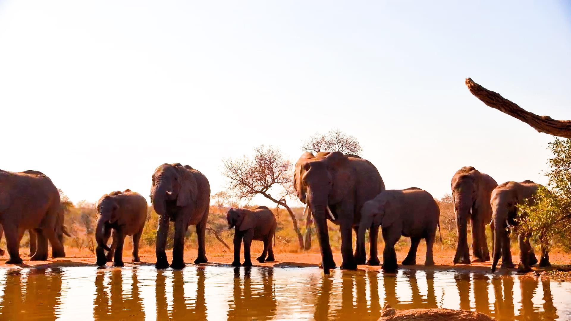 A Whole Elephant Herd Drops In for a Quick Drink