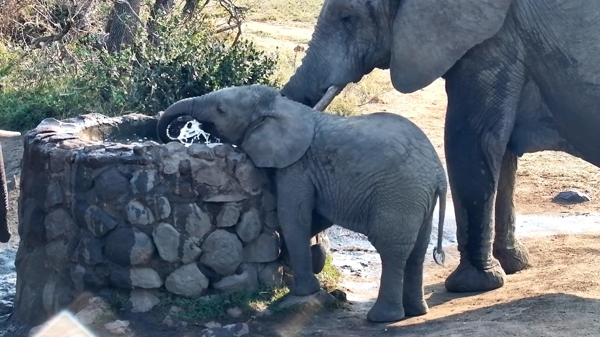 Little Elephant Is Determined to Reach the Fresh Water