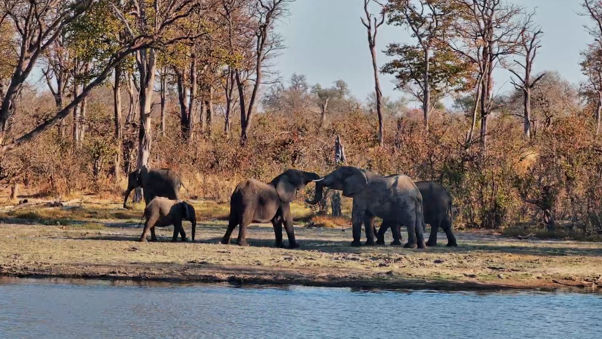 A Whole Herd of Elephants Gathers at Twin Pan