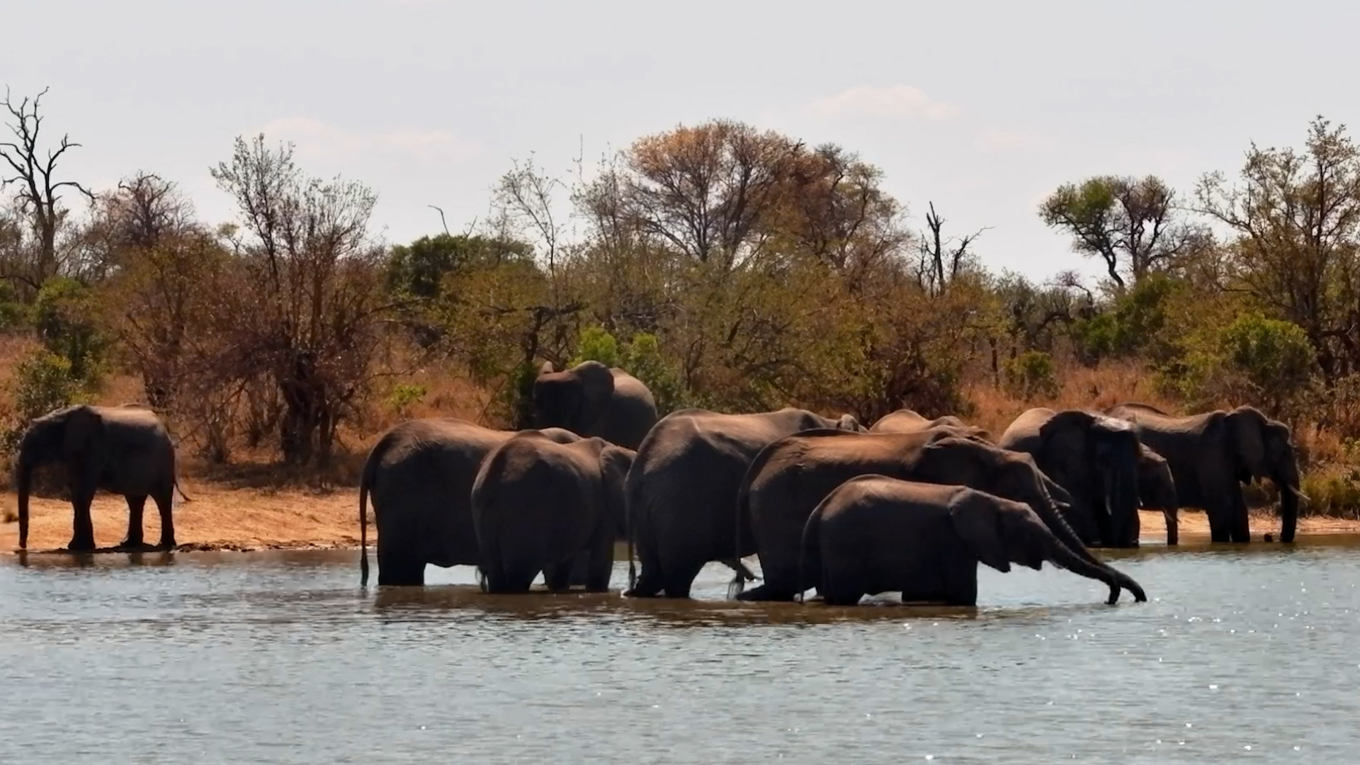Elephants Gather Side by Side for a Refreshing Drink
