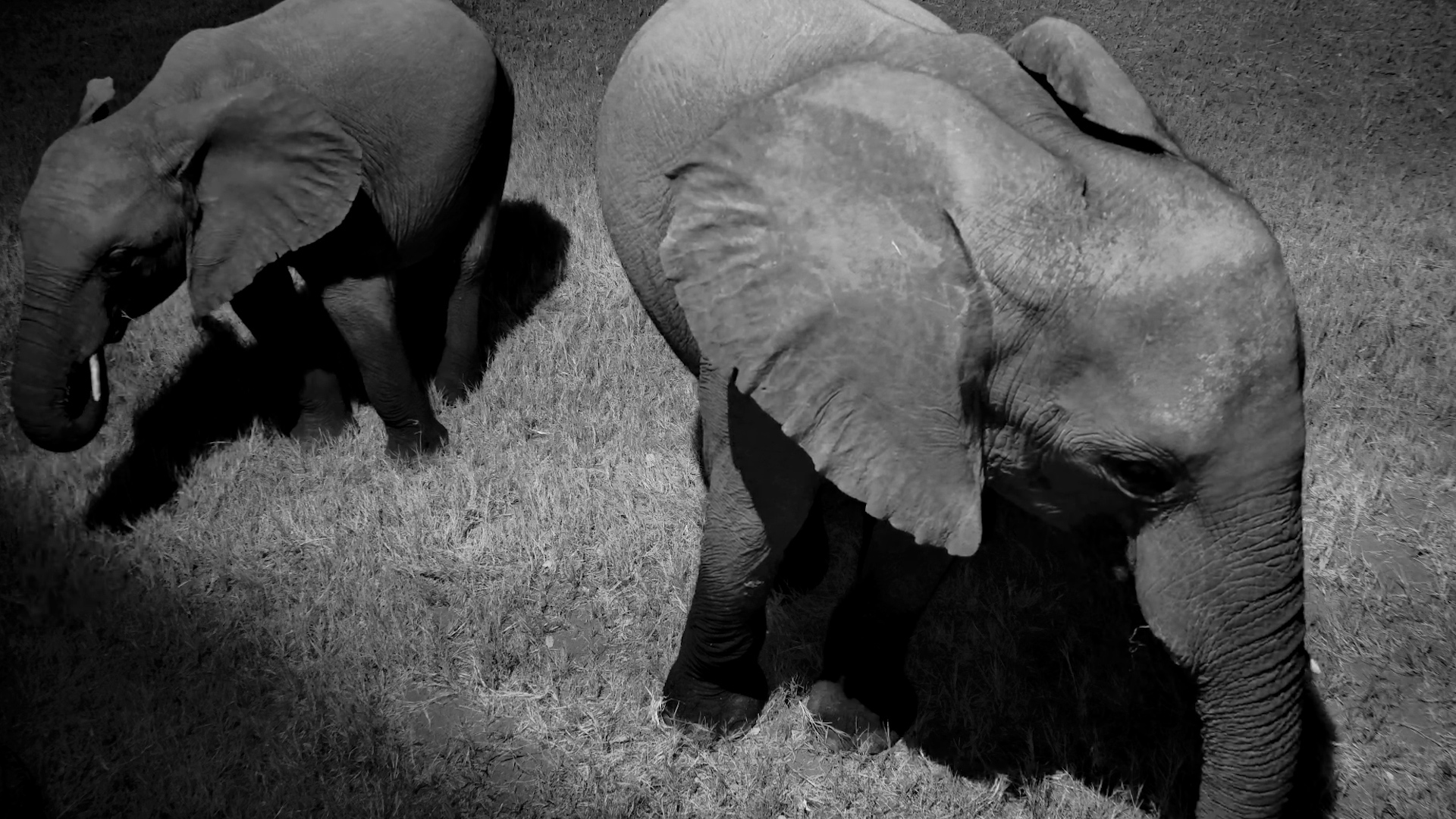When the Elephants Find Snacks Right Below the Camera