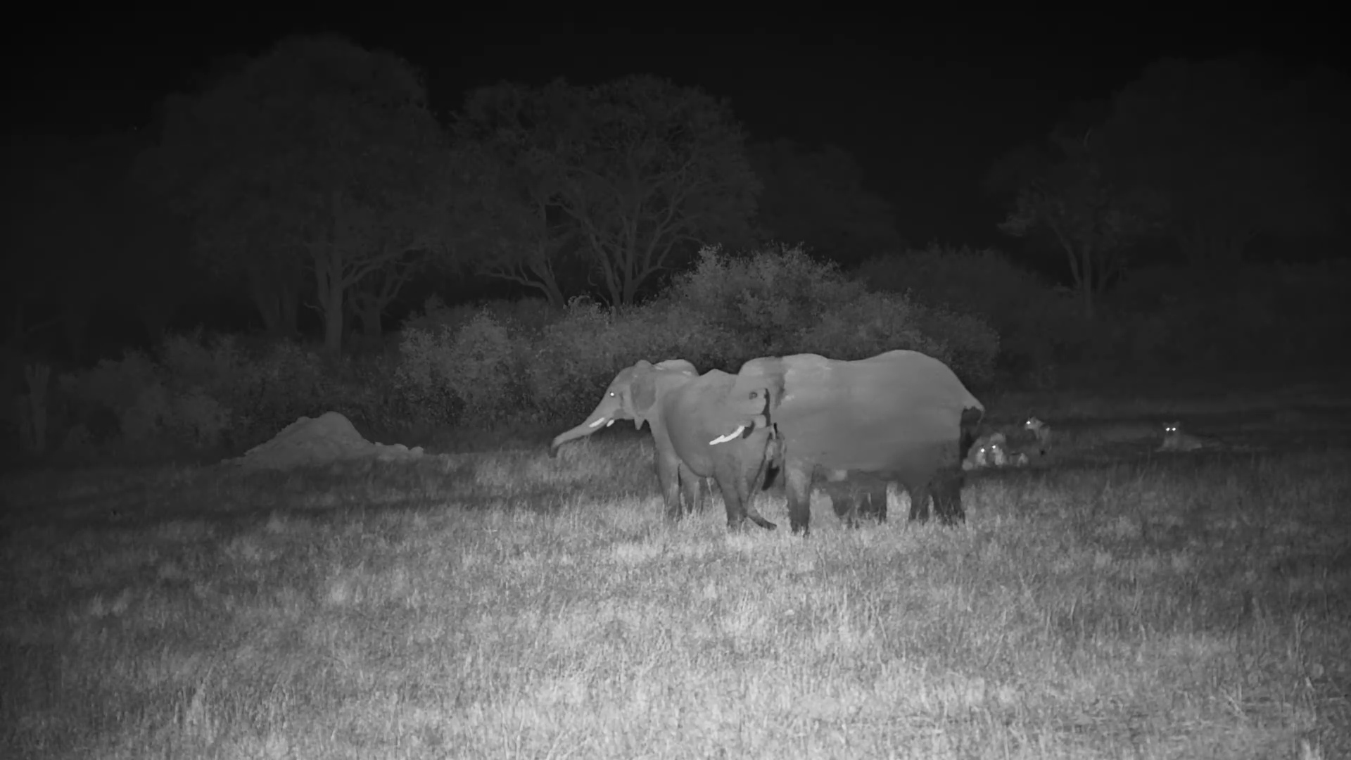 Elephants Are NOT Happy to Find Lions at the Waterhole!
