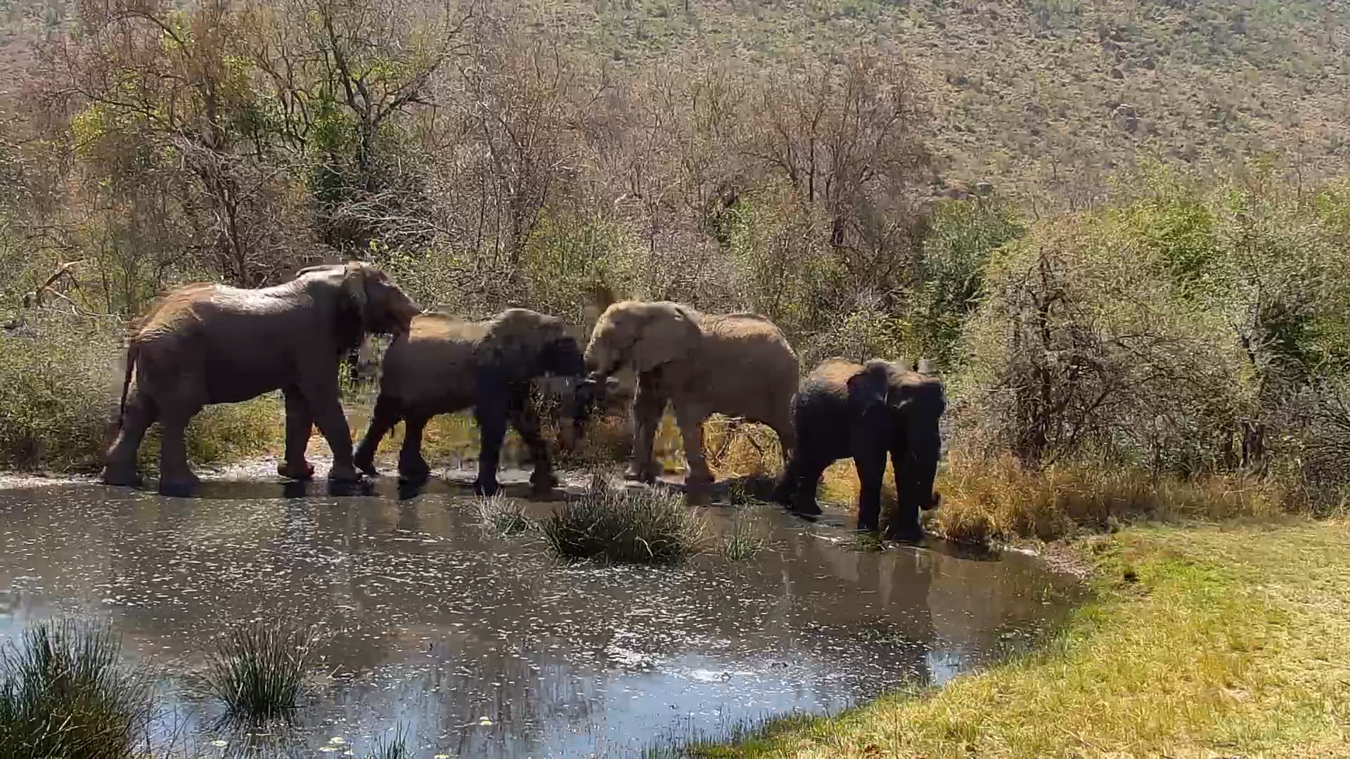 Elephants Splash, Snack & Spar at Kwa Maritane