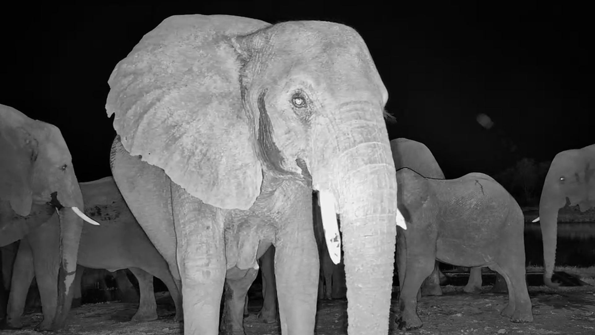Just an Elephant in the Darkness