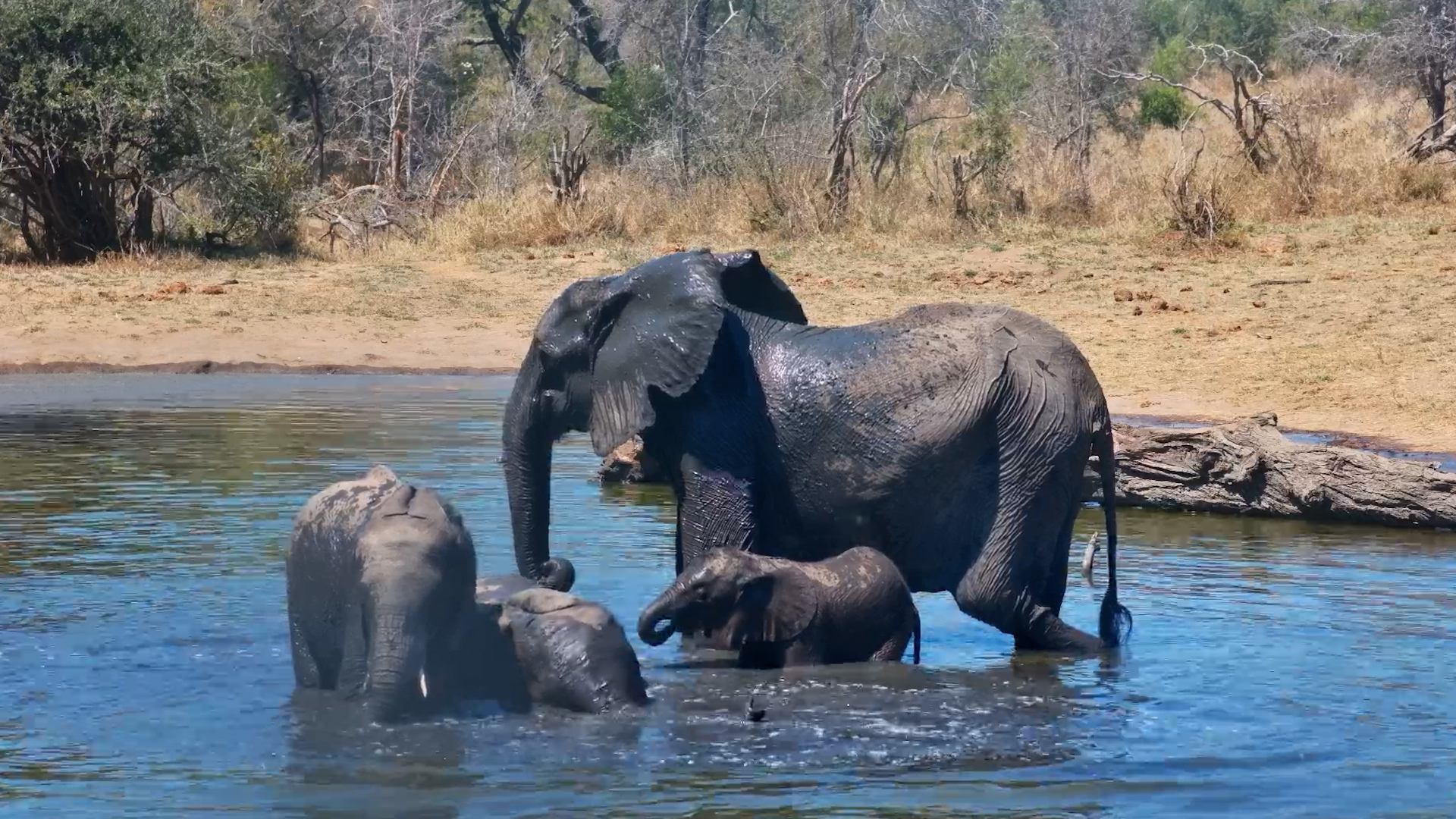 Little Elephant Family Cools Off Together