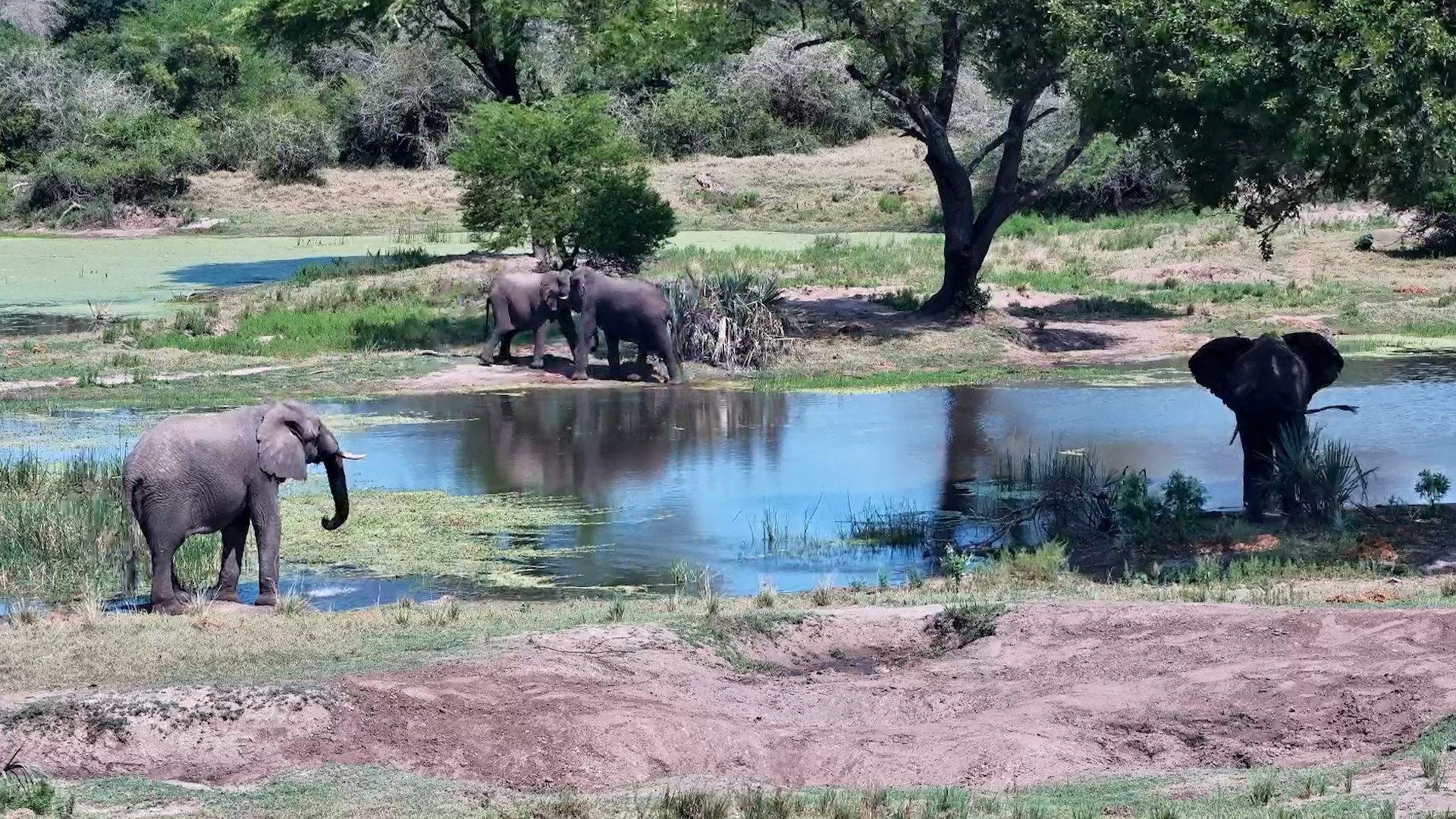 When Your Friend Spots You at the Waterhole