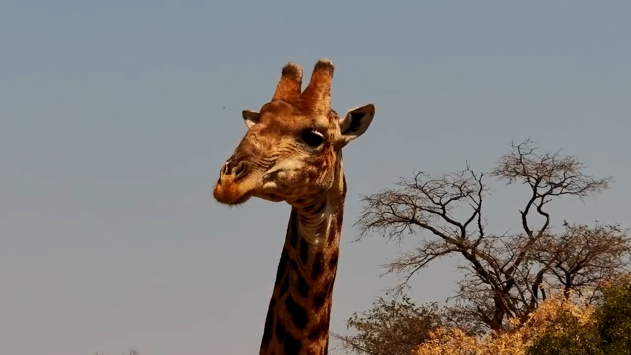 Giraffe Enjoys a Drink Before Browsing the Trees