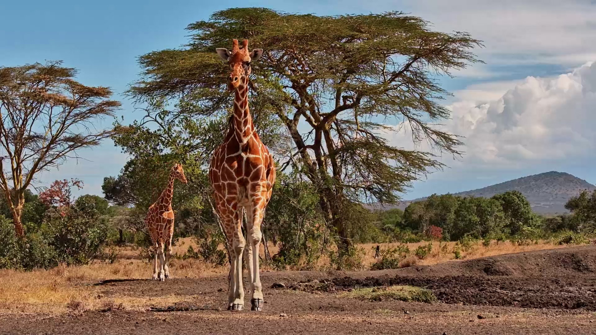 Reticulated Giraffes Arrive for a Drink… Then Check Out the Camera