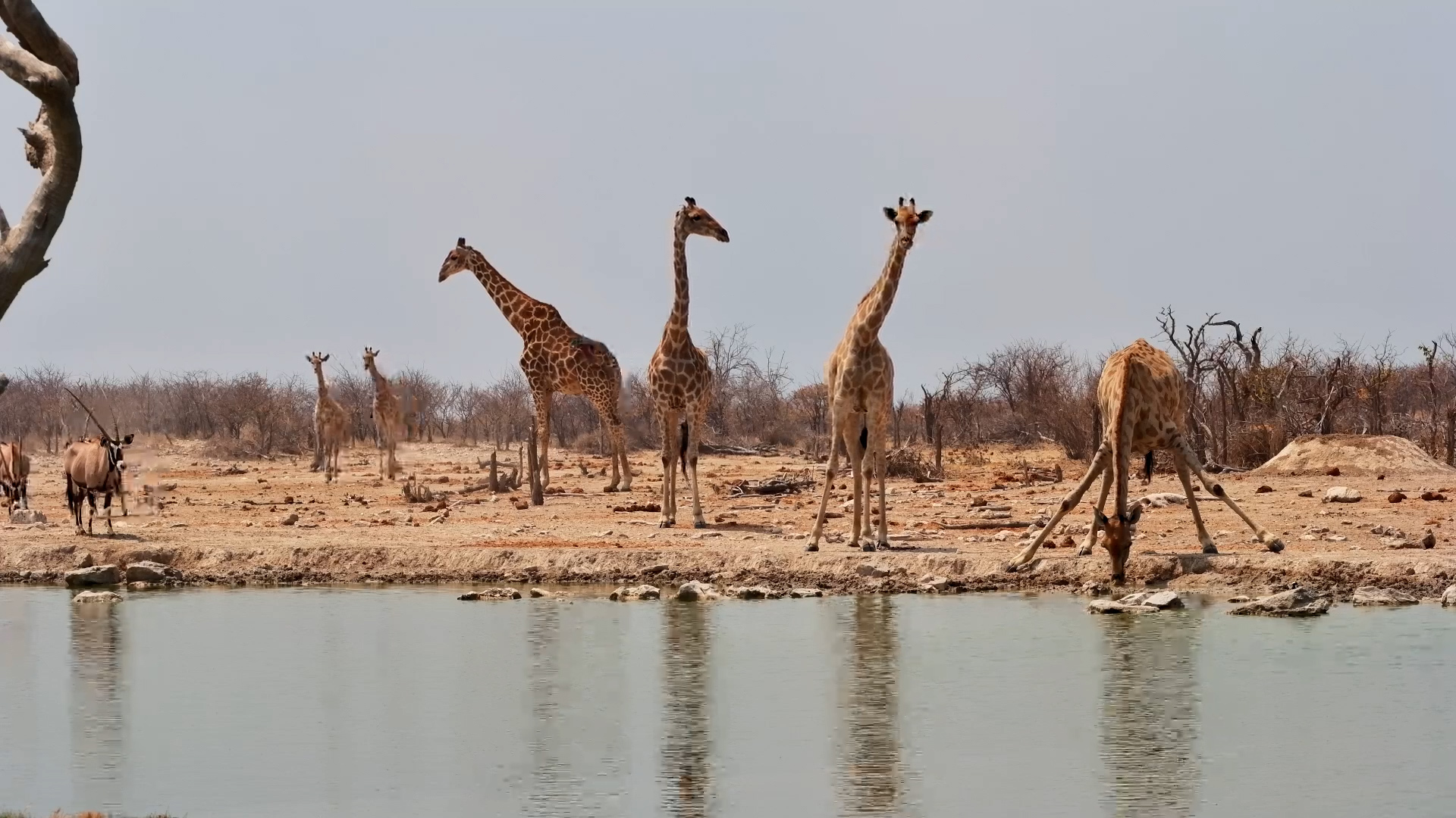 Here Come the Giraffes!