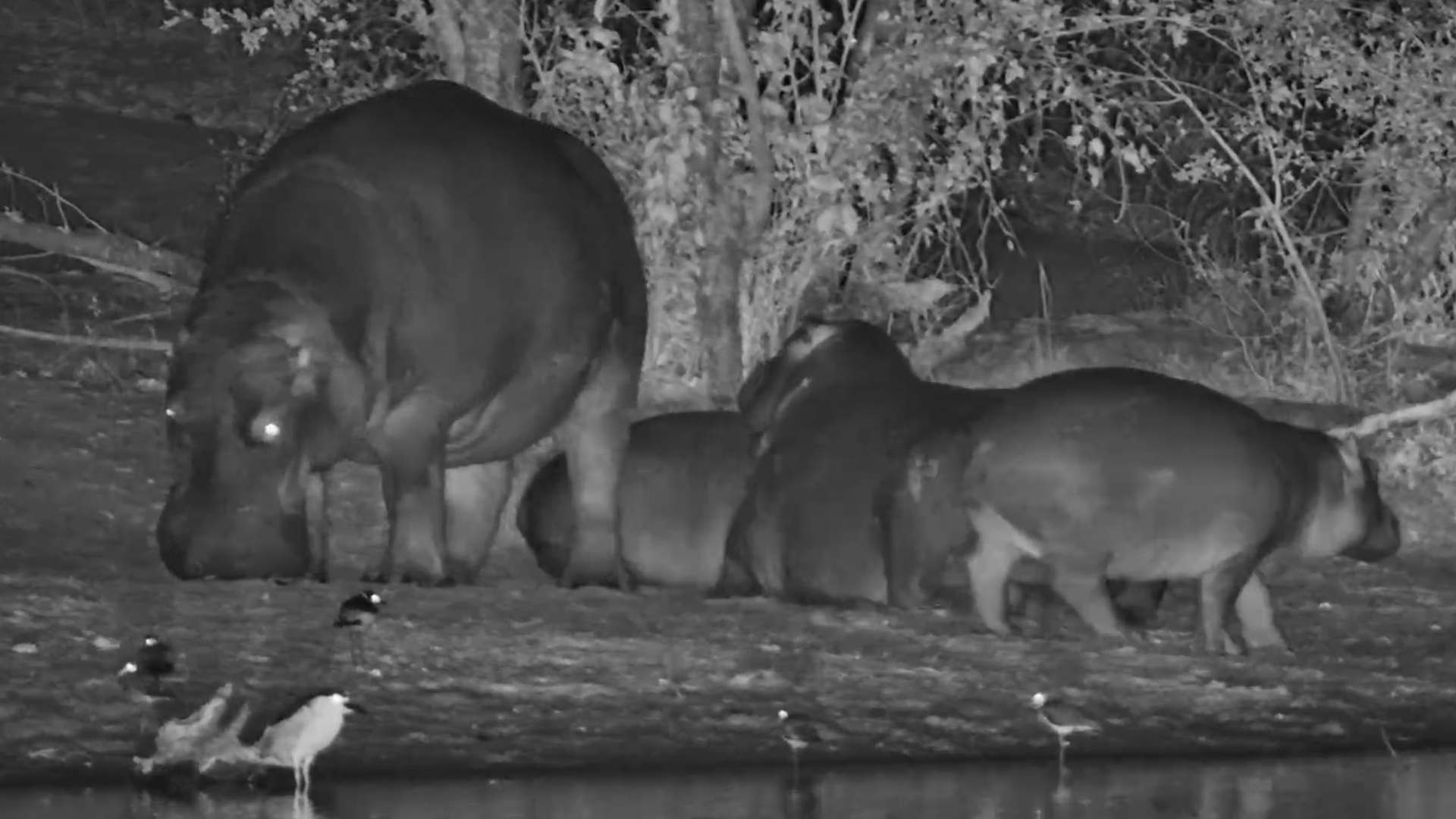 Hippo Bedtime Is Not Going According to Plan