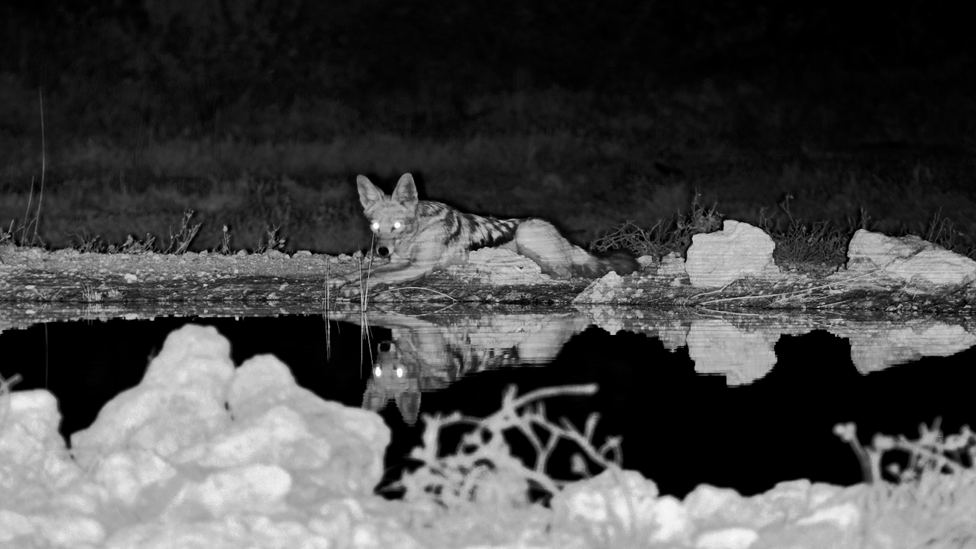 Black-Backed Jackal Sneaks In for a Drink After Dark