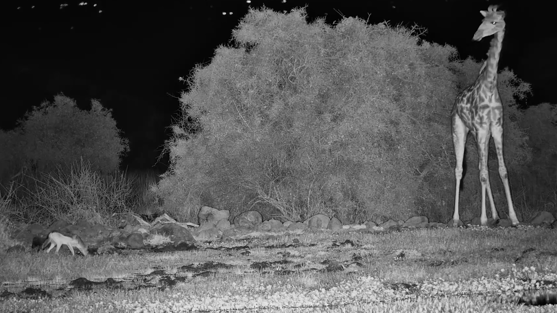 Jackal Joins a Giraffe for a Late-Night Drink