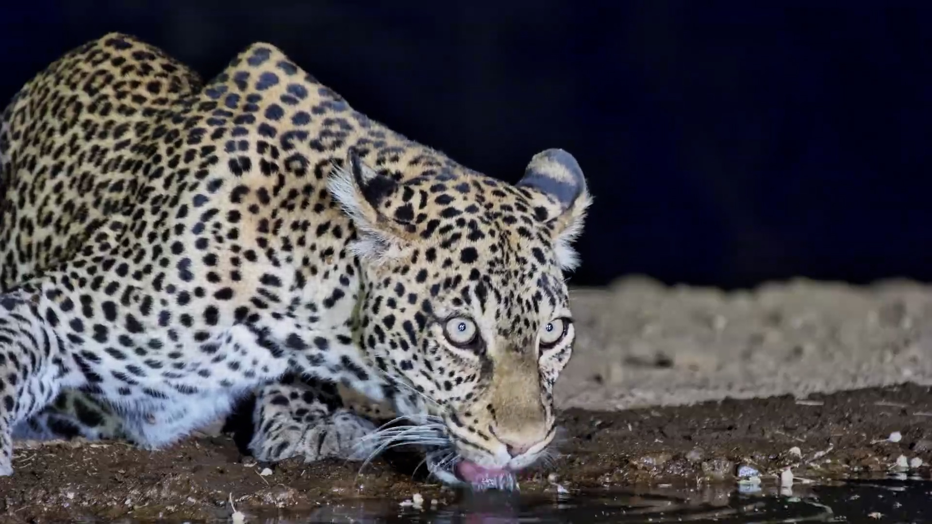 Leopardess Has a Drink Before Marking Her Territory