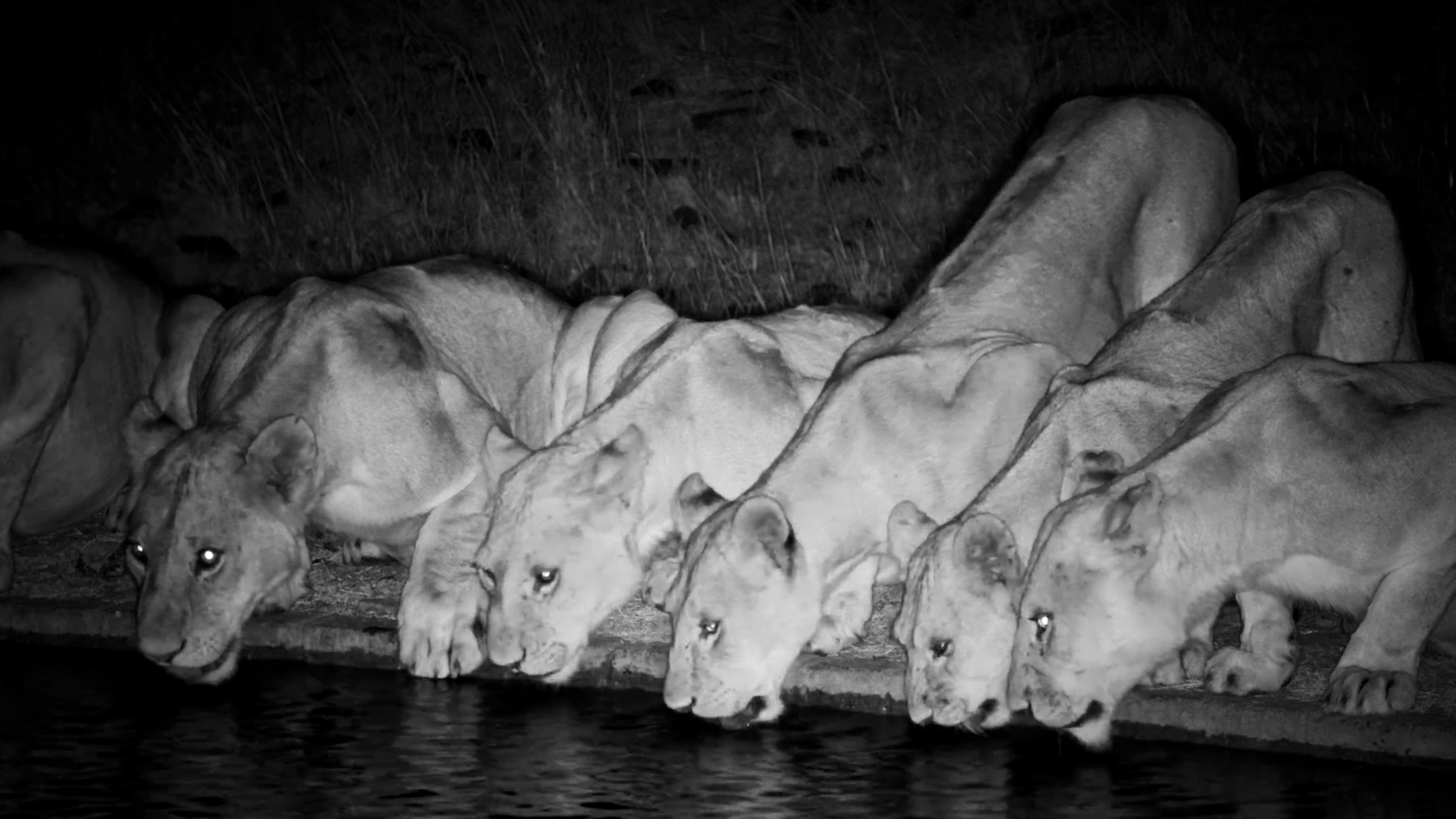 Out of the Darkness Comes a Serengeti Lion Pride