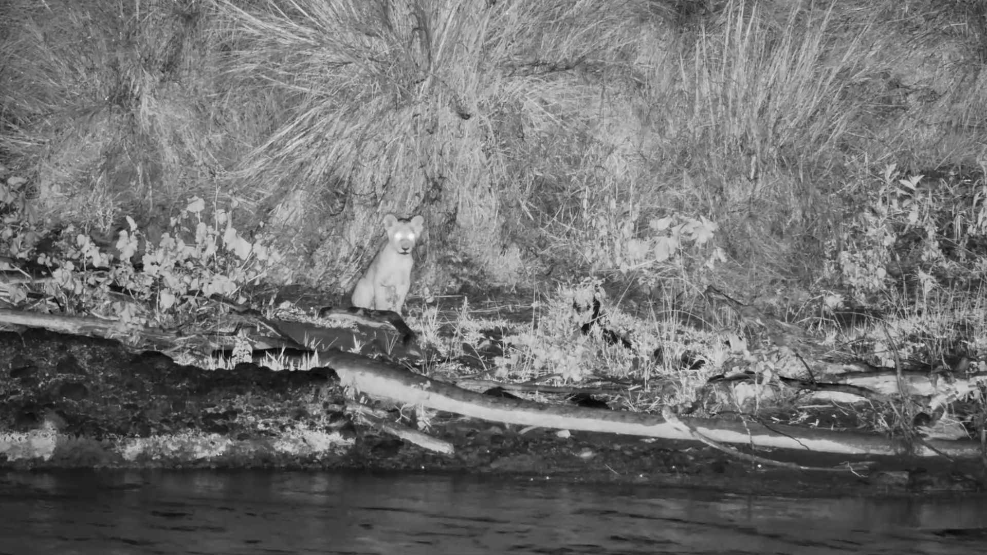 Lion Cubs Are Too Scared to Cross the Mara River