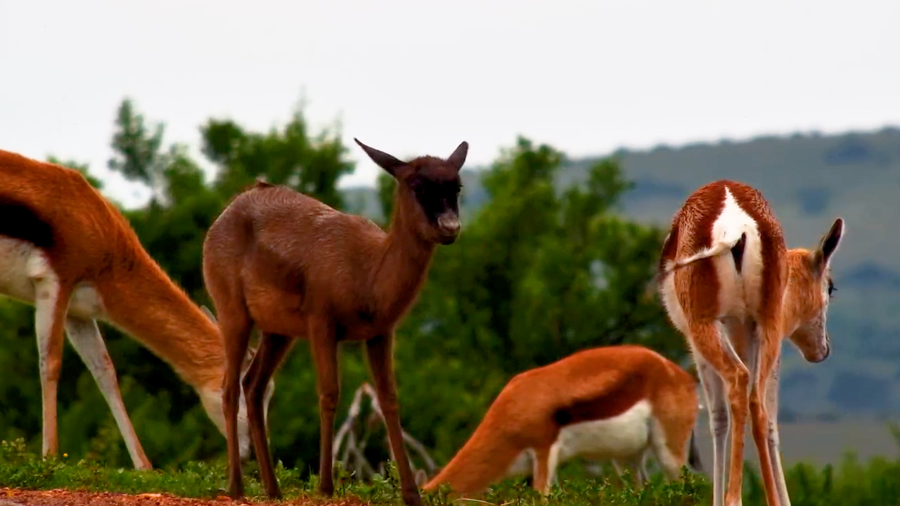 Melanistic Springbok Lambs Stand Out From the Herd