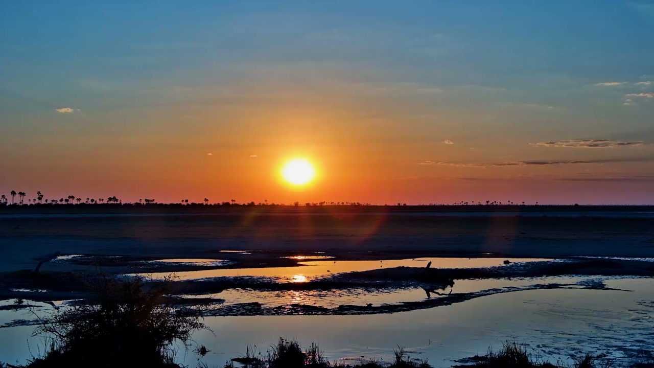 Wildebeest Beneath a Beautiful Botswana Sunset