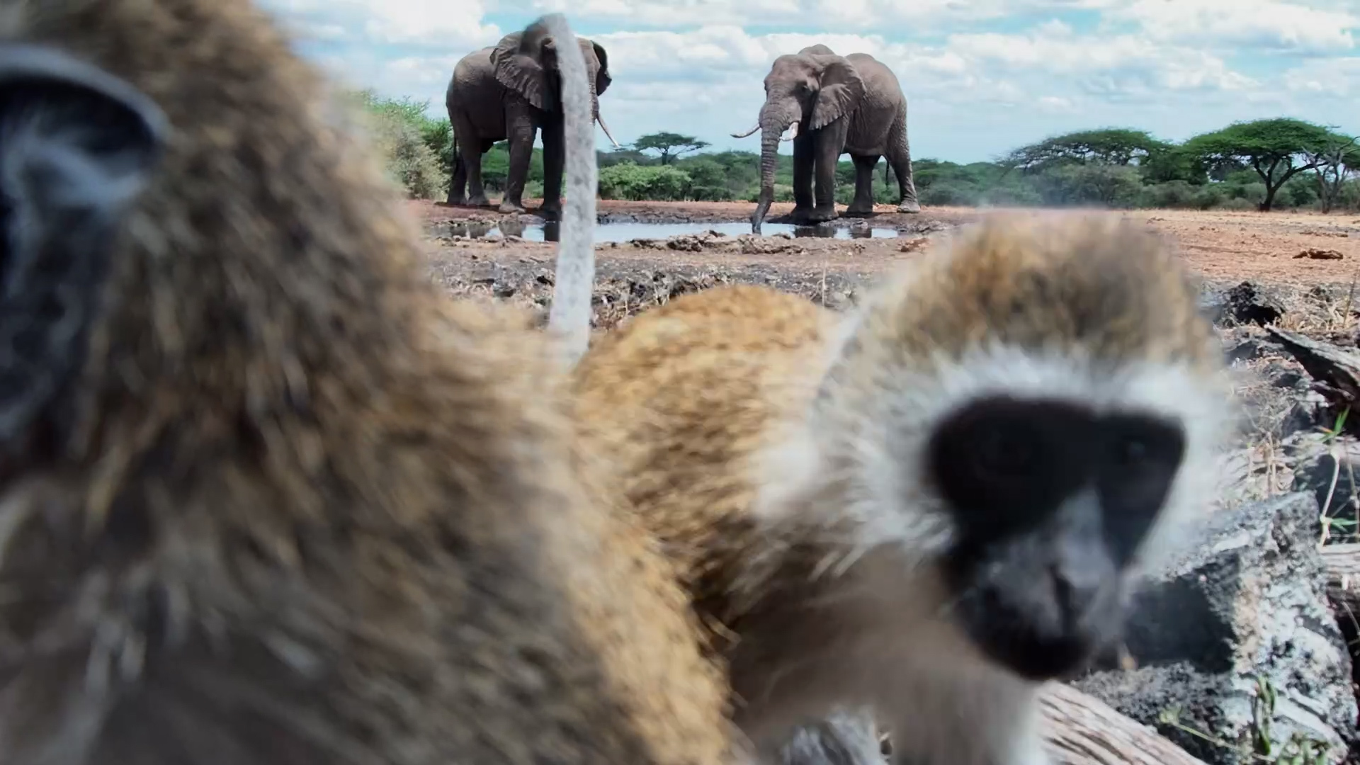 What IS This Thing? Vervet Monkeys Inspect the Live Cam