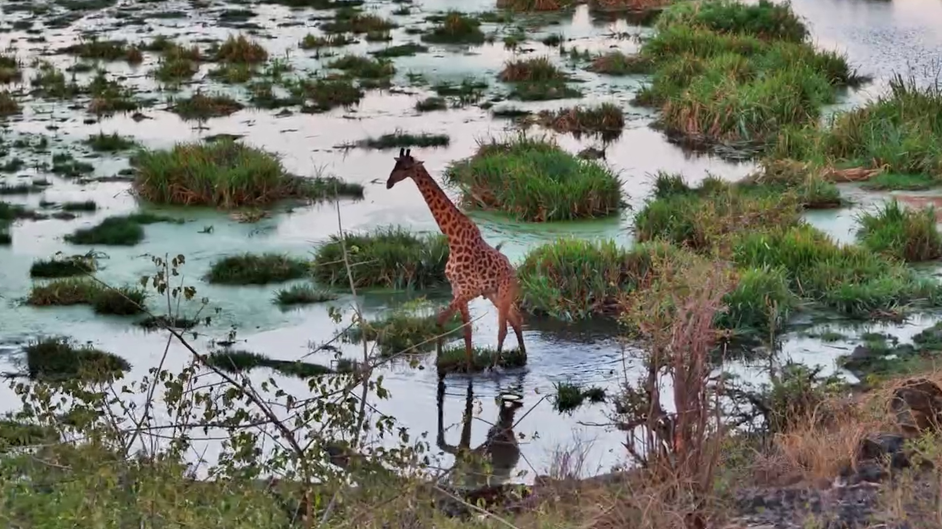 One Giraffe Has Other Plans!