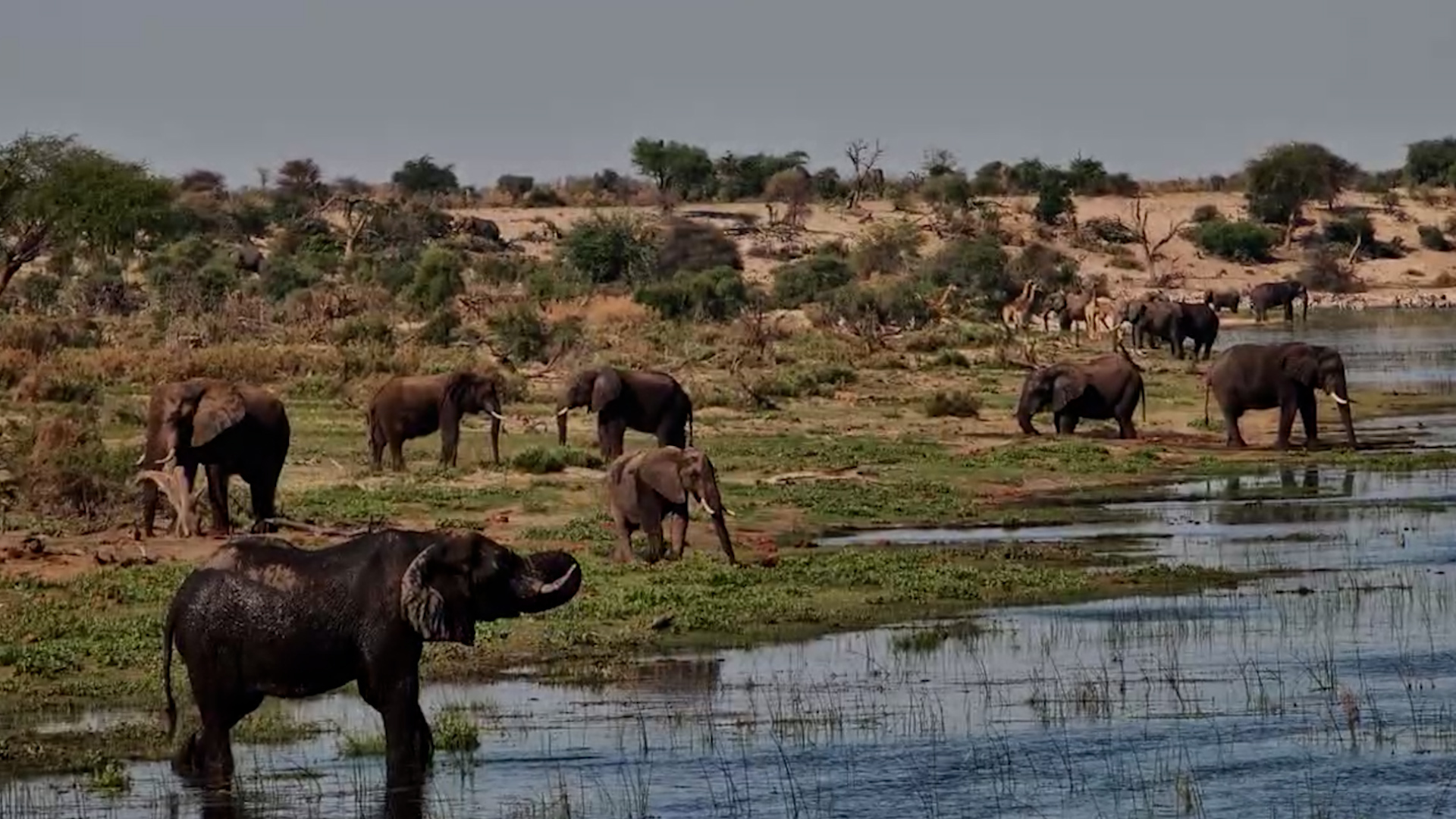 How Many Elephants Can You Count?