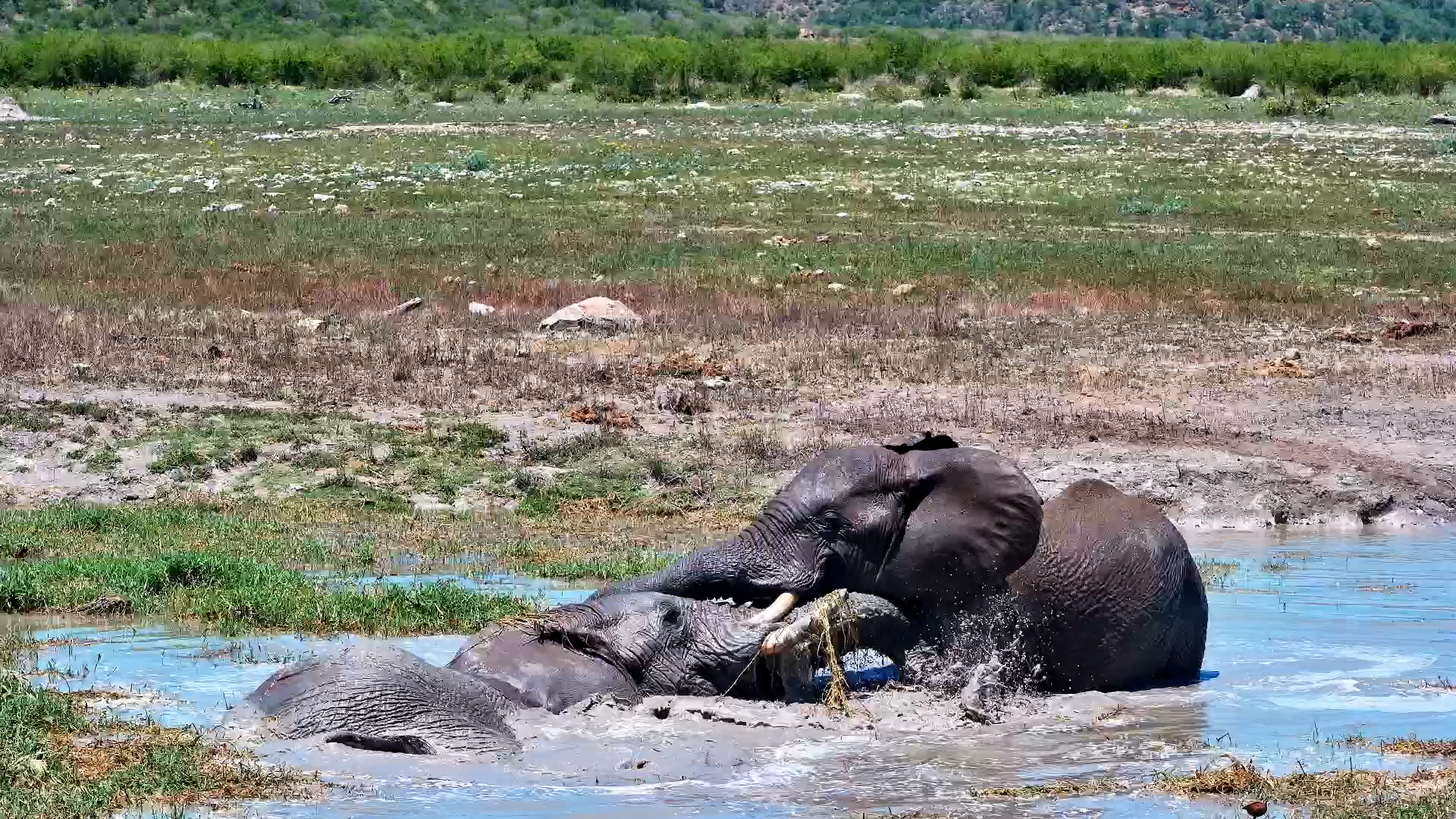 Big Elephants, Bigger Pool Party!