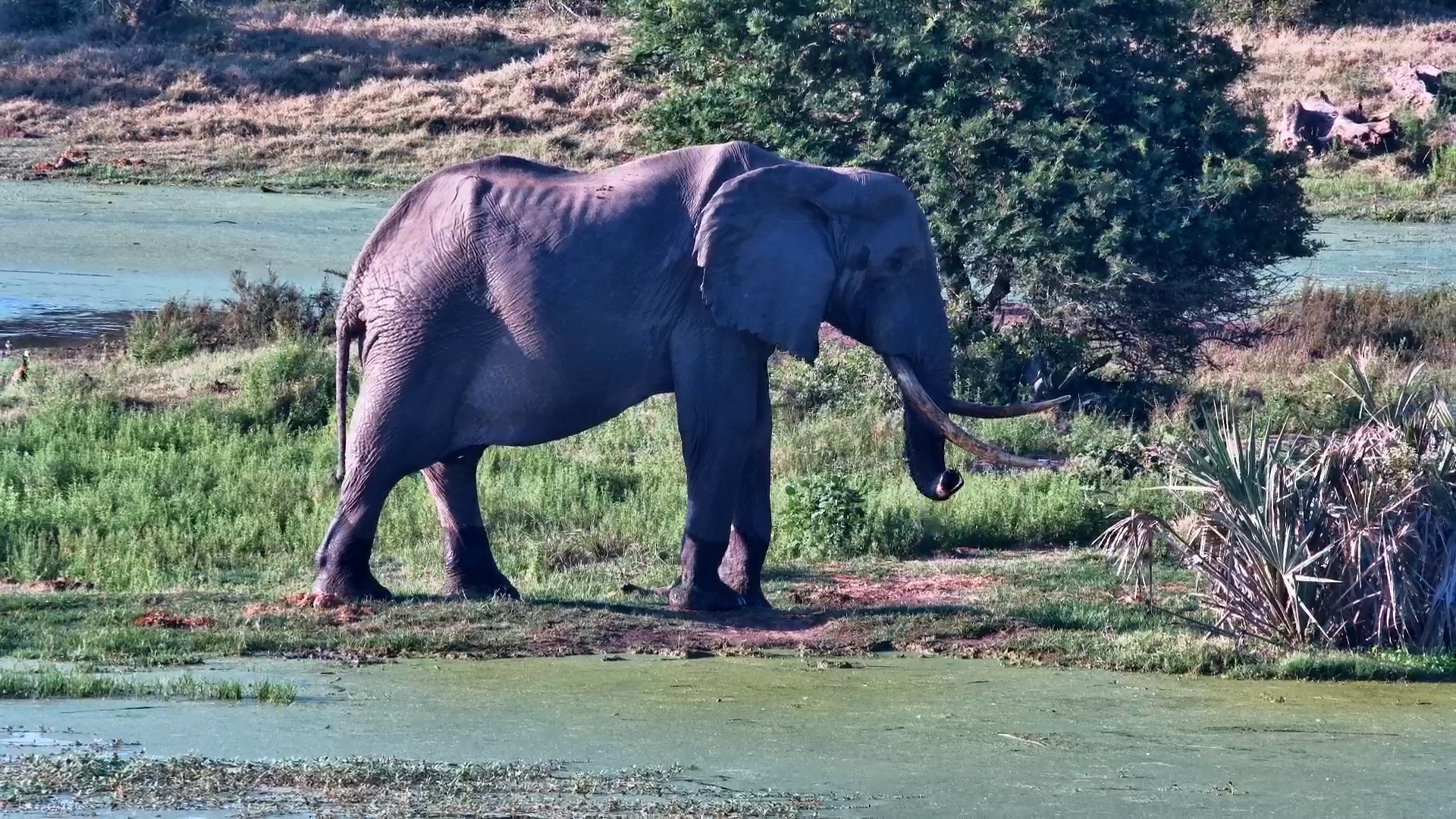 No Time to Linger For This Elephant!