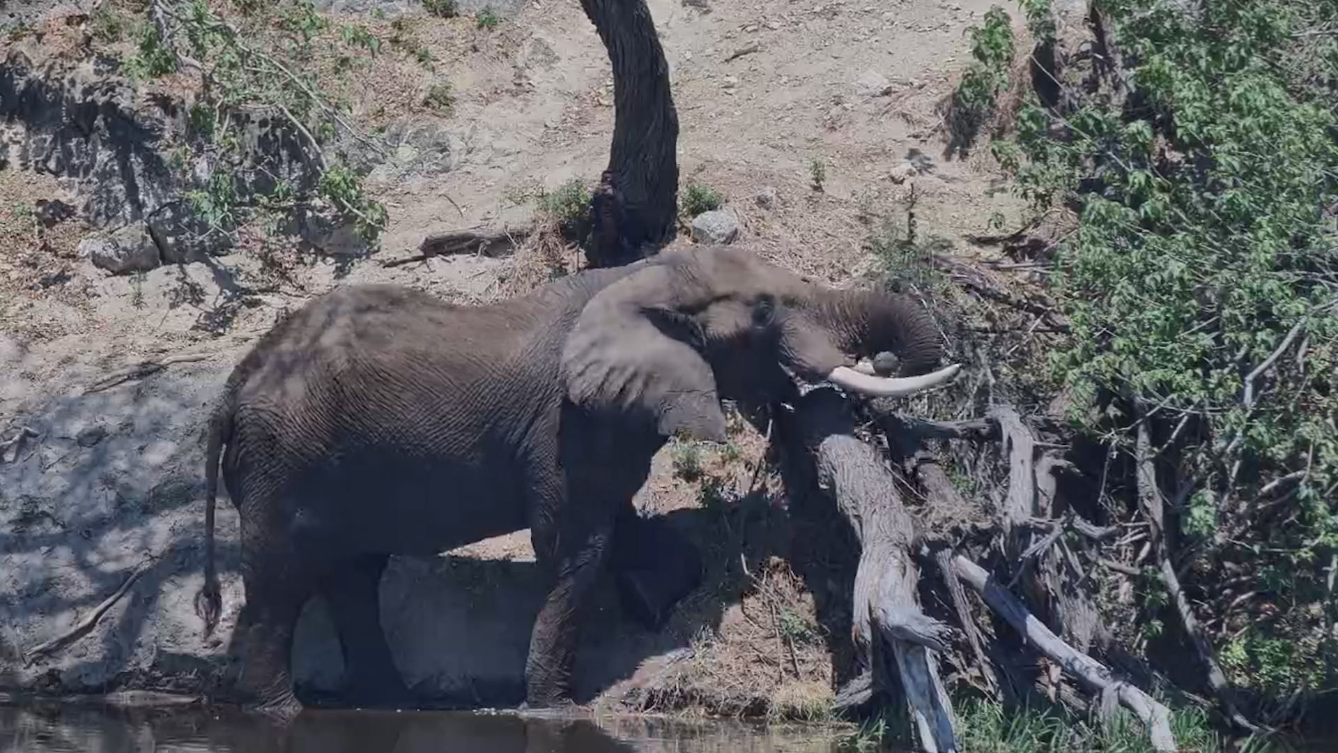 An Elephant's Never-Ending Snack Break!