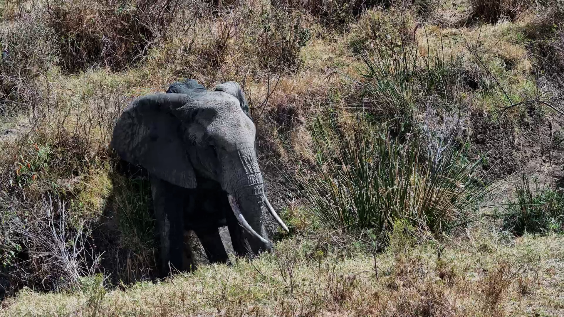 When You've Got an Itch You Just Can't Reach!