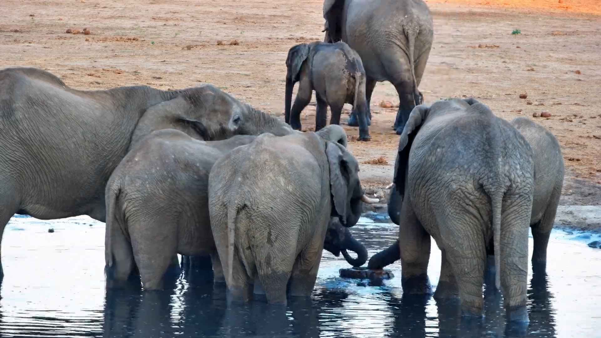 The Whole Herd Needs a Drink!