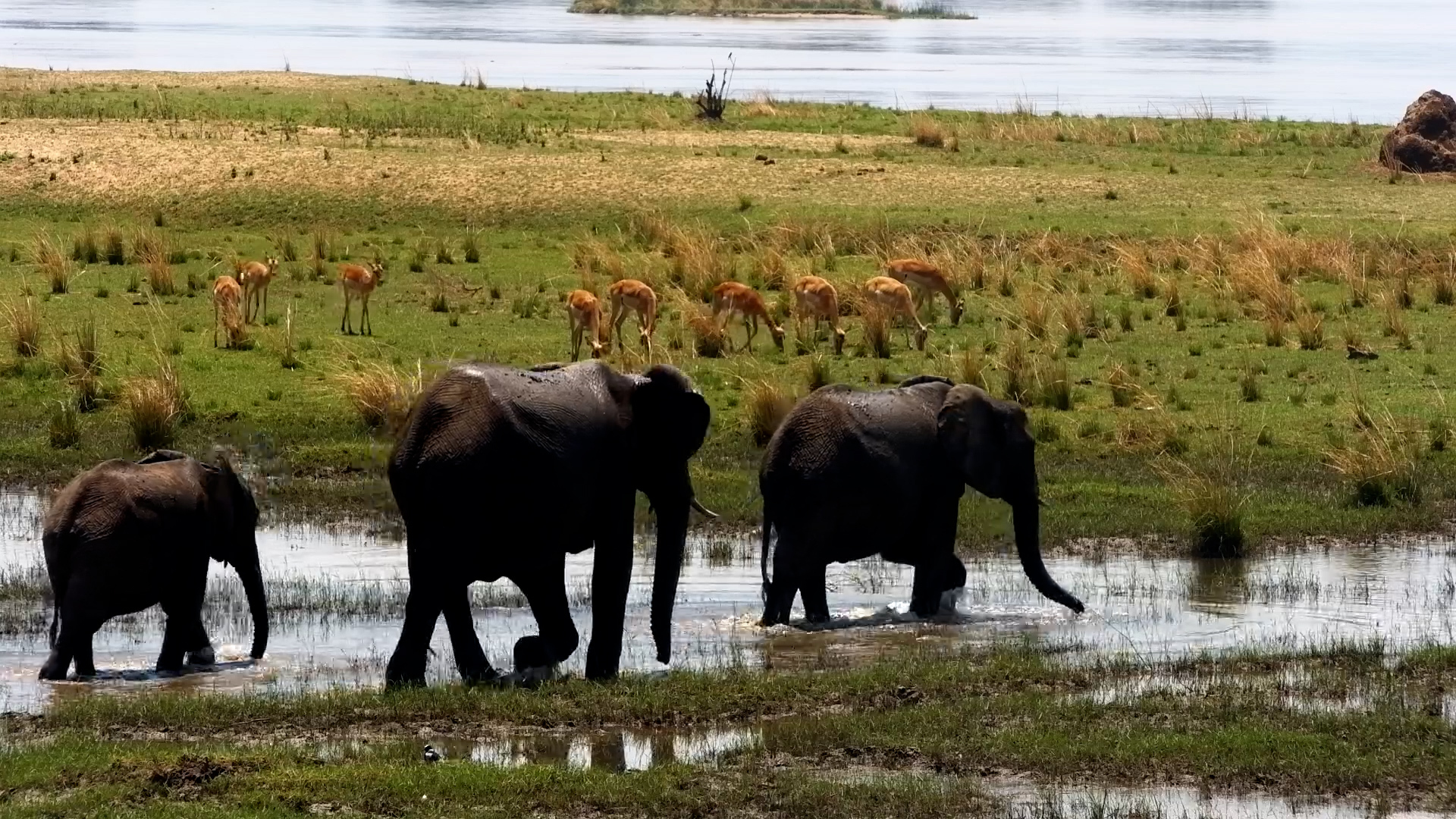 A Stroll Through the Marsh!