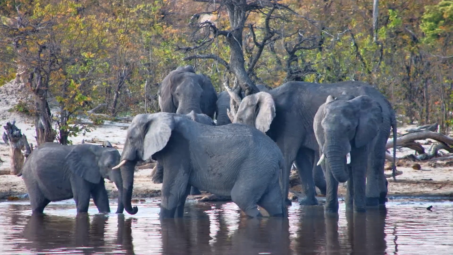 The Elephant Meeting Is in Session!