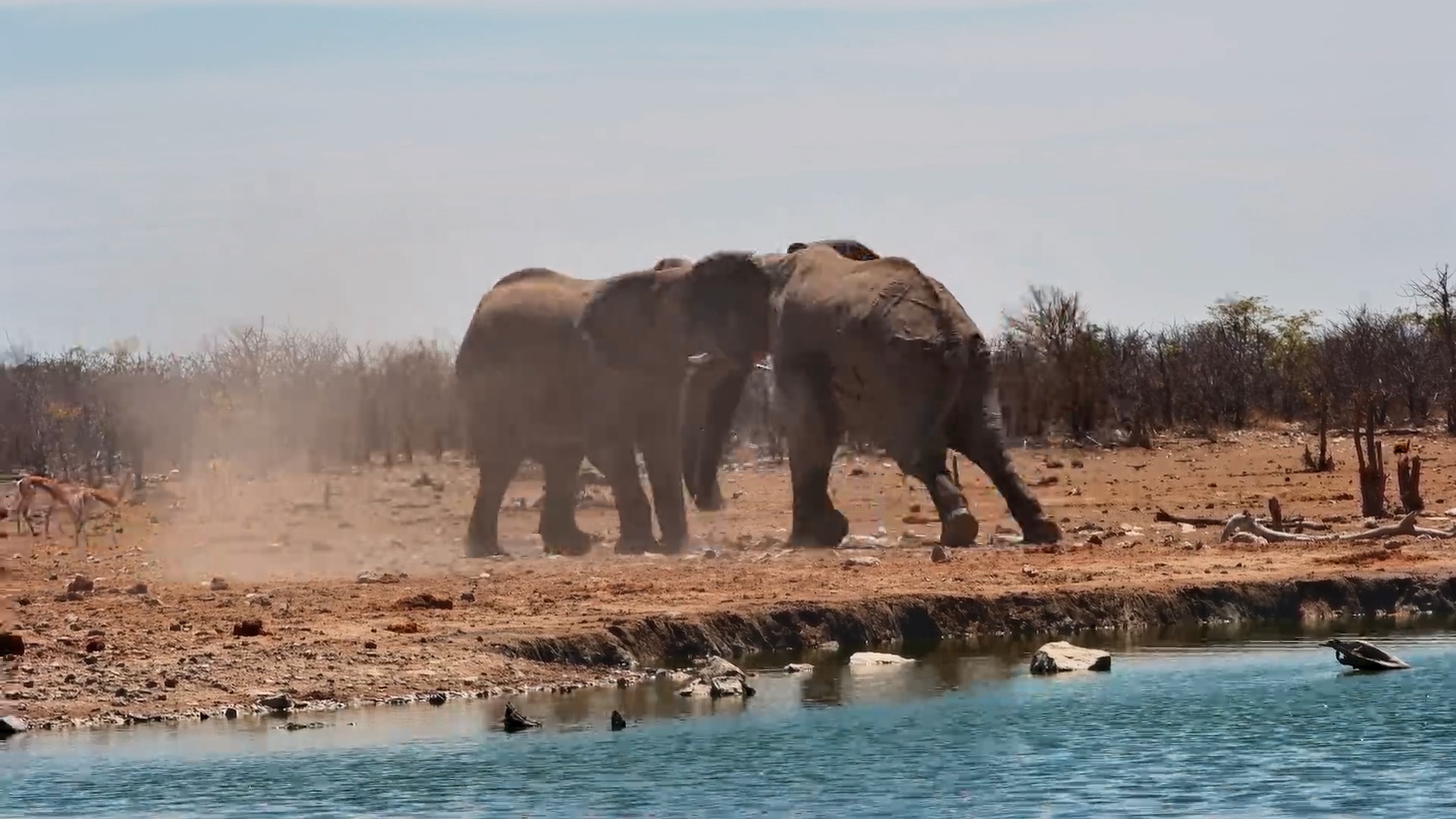 Elephant Sparring Sends Everyone Running!
