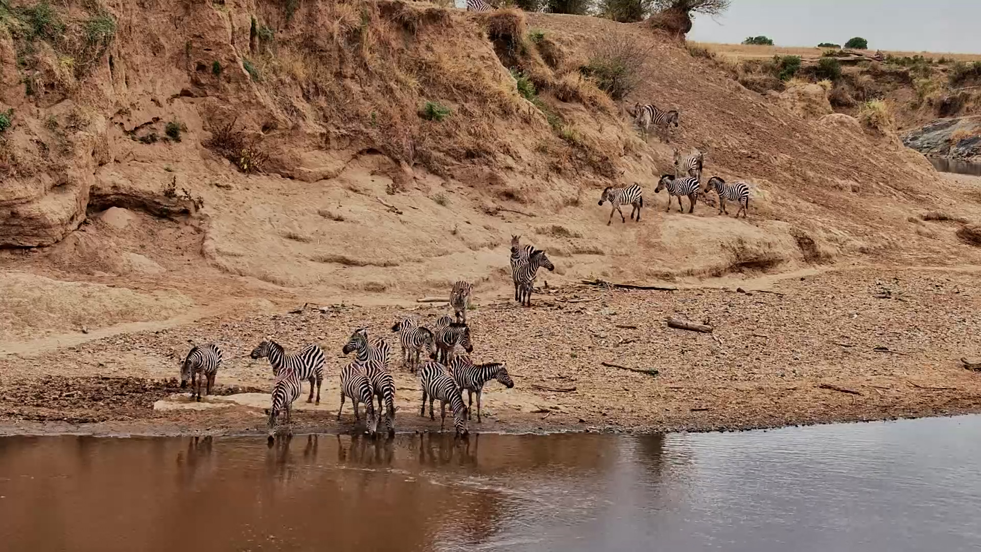 Zebras Are Taking the River Route!