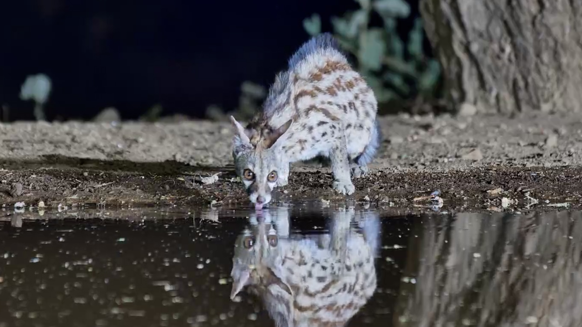 A Spotted Little Night Visitor!
