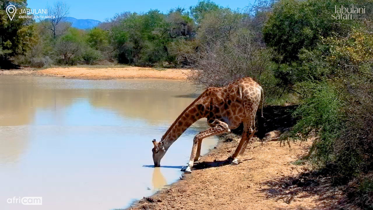 A Tall Order for a Thirsty Giraffe!