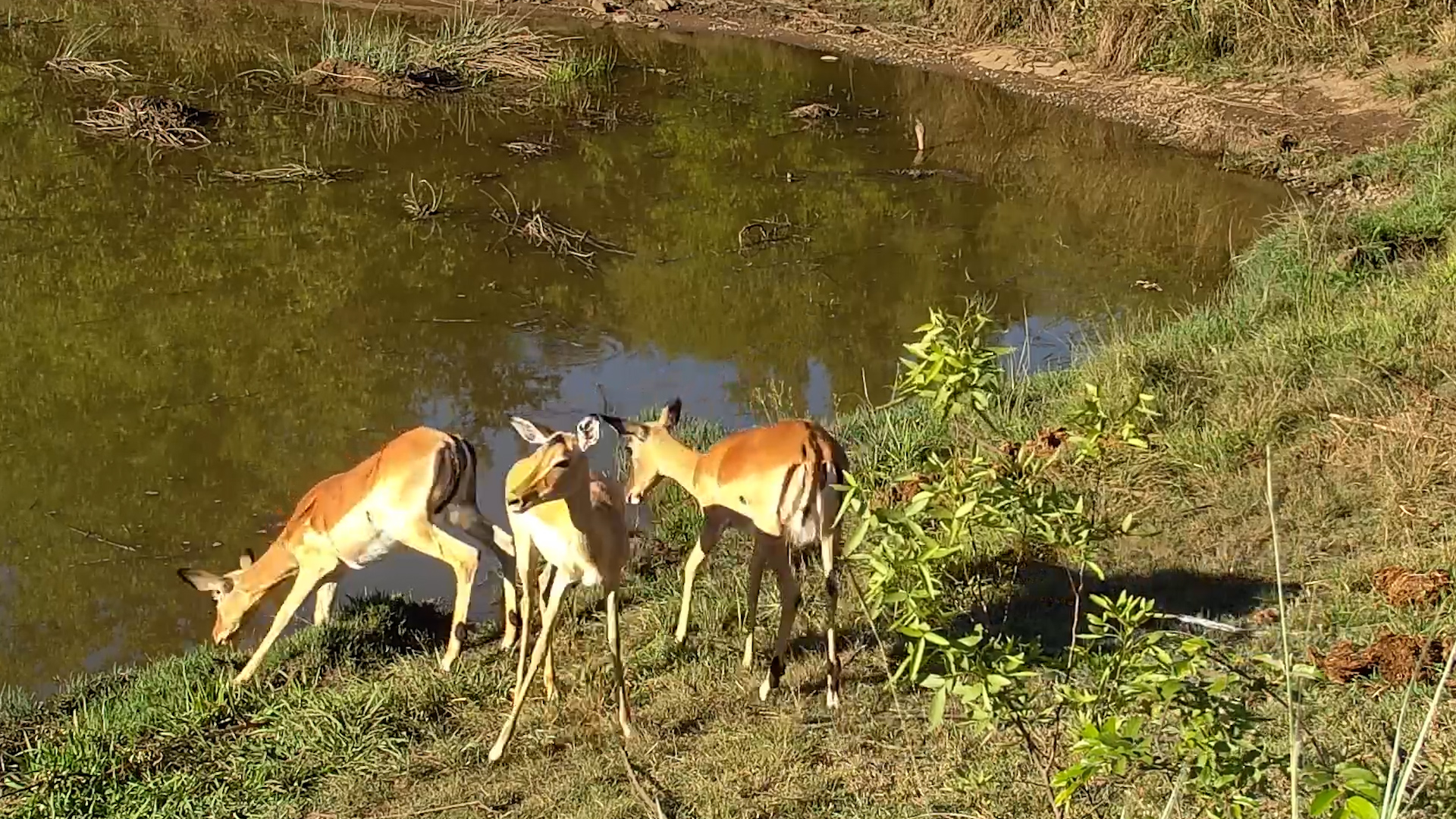 A Quick Sip for the Impalas!