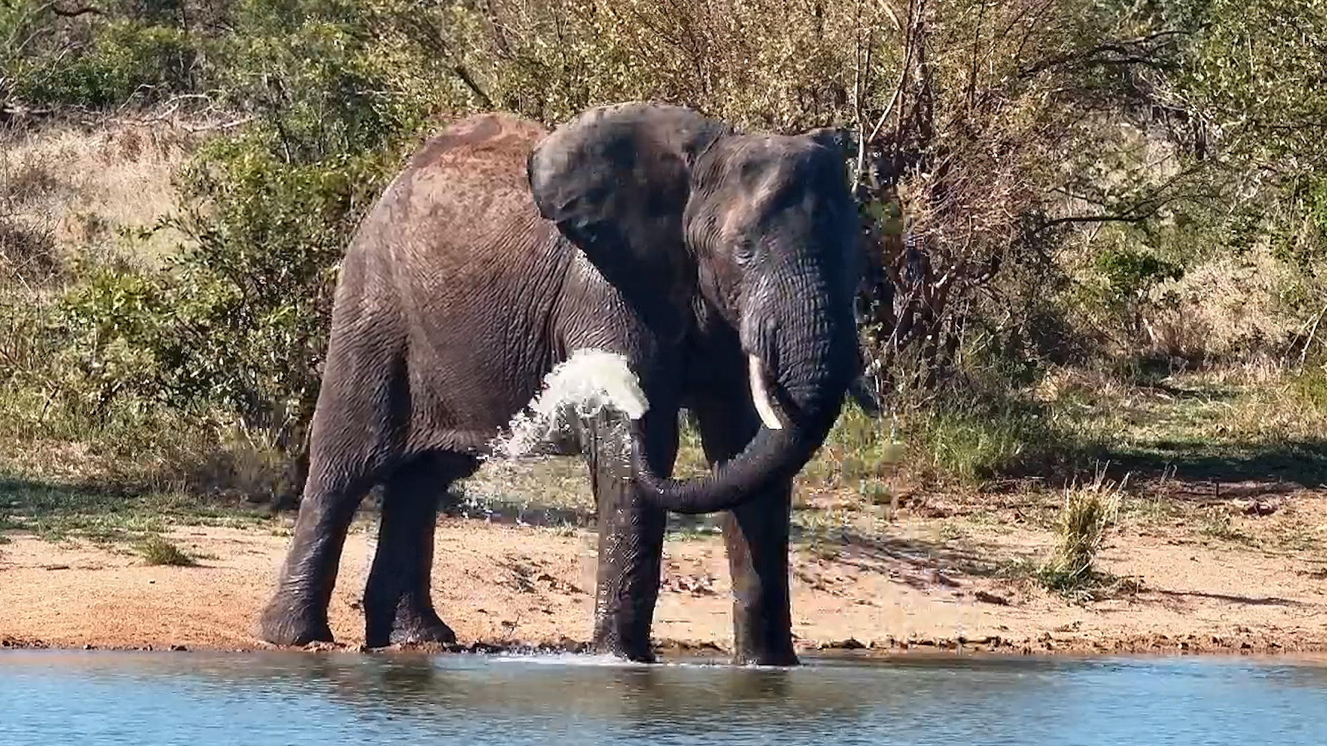 A Elephants Splash of Refreshment!