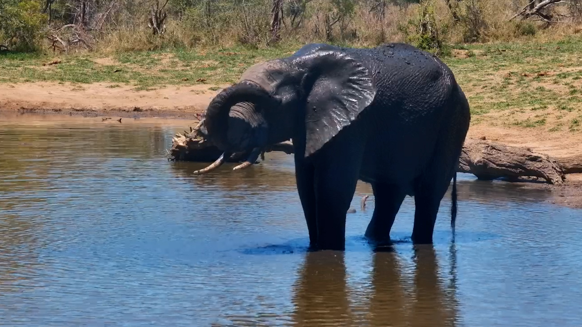 One Elephant, Plenty of Splashing!