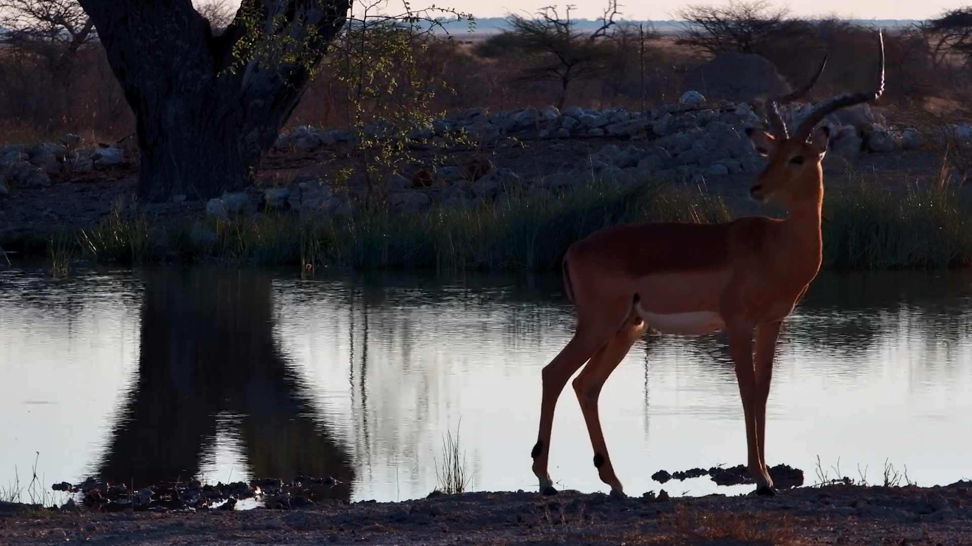 A Table for One Impala, Please!