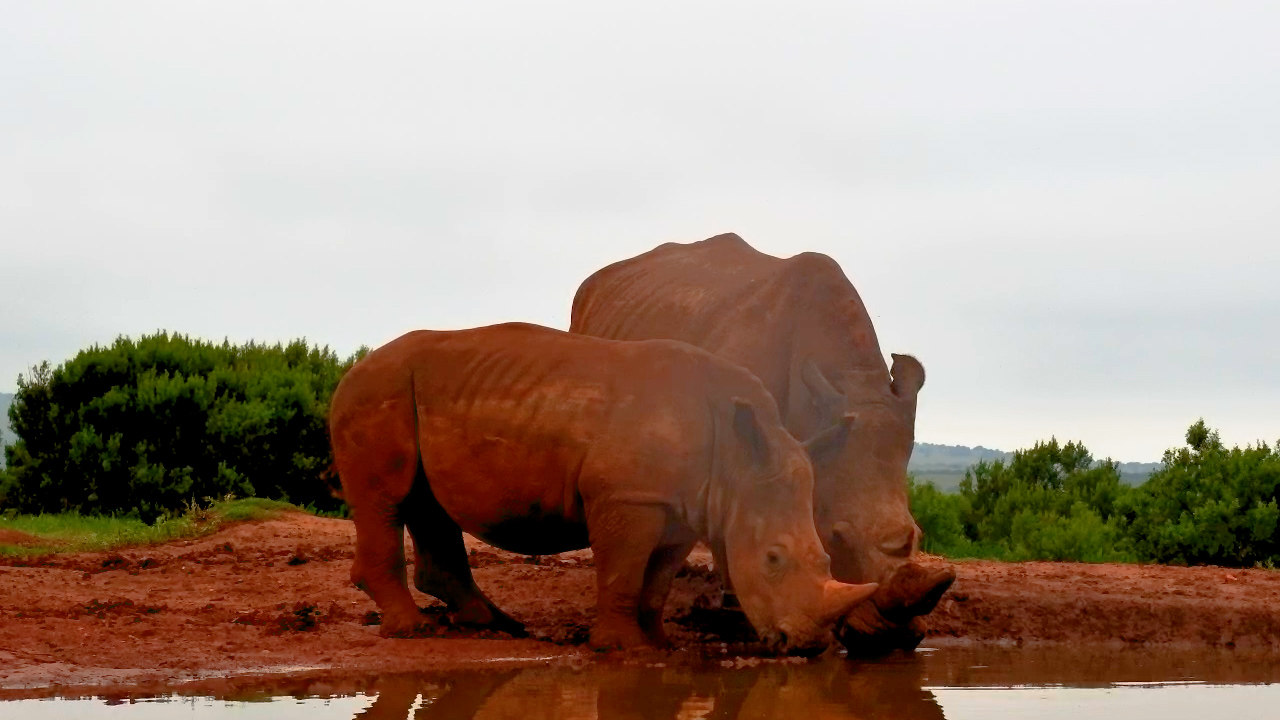 A Little Rhino, a Big Thirst!