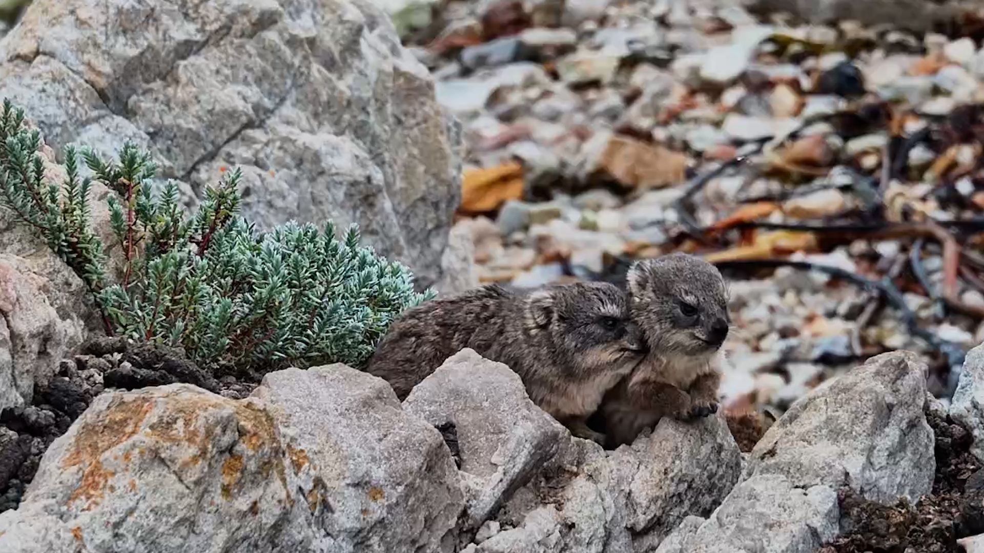 Tiny Hyrax Paws, Big Hyrax Adventures!