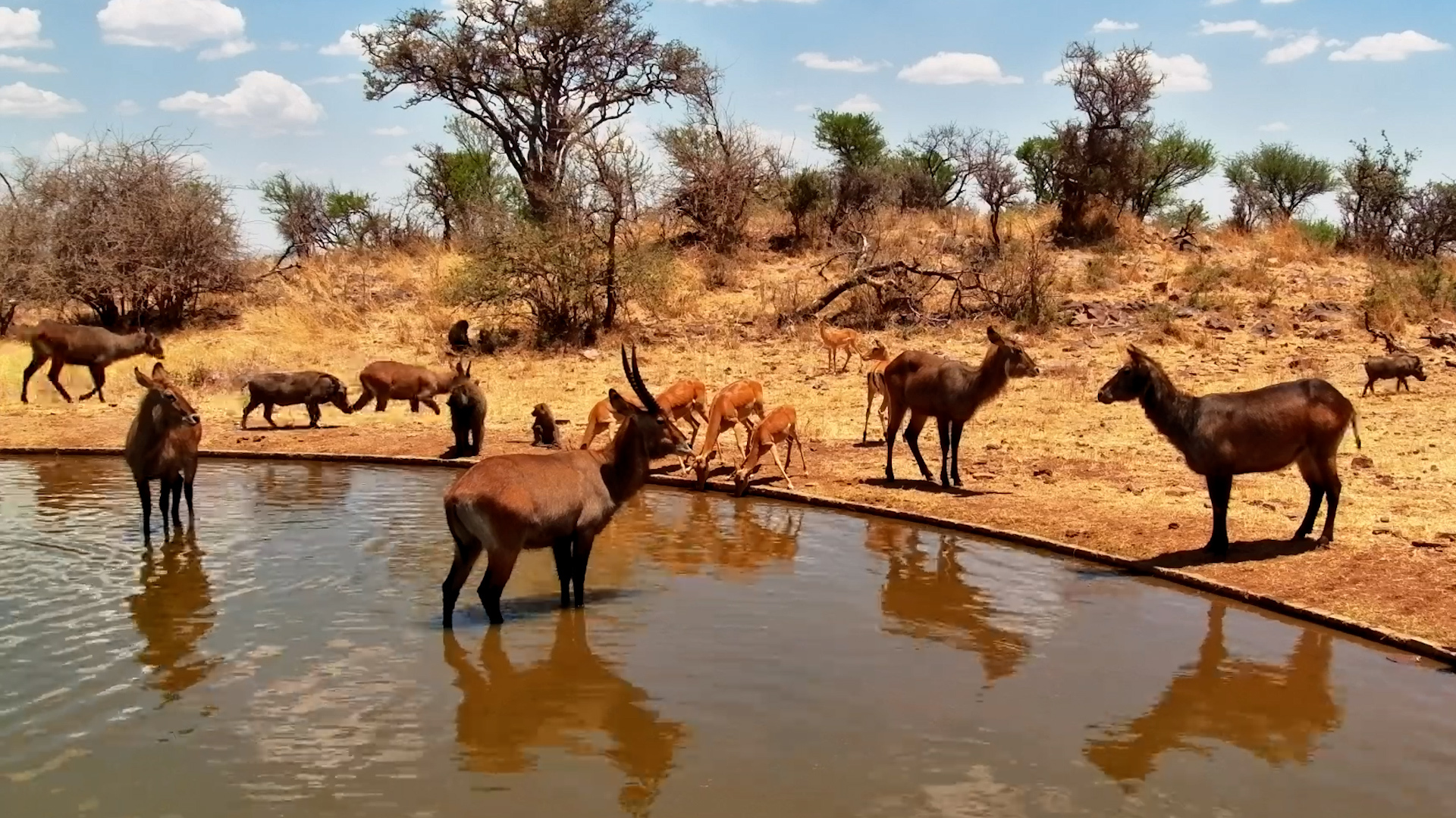 Everyone's At The Waterhole for Happy Hour!