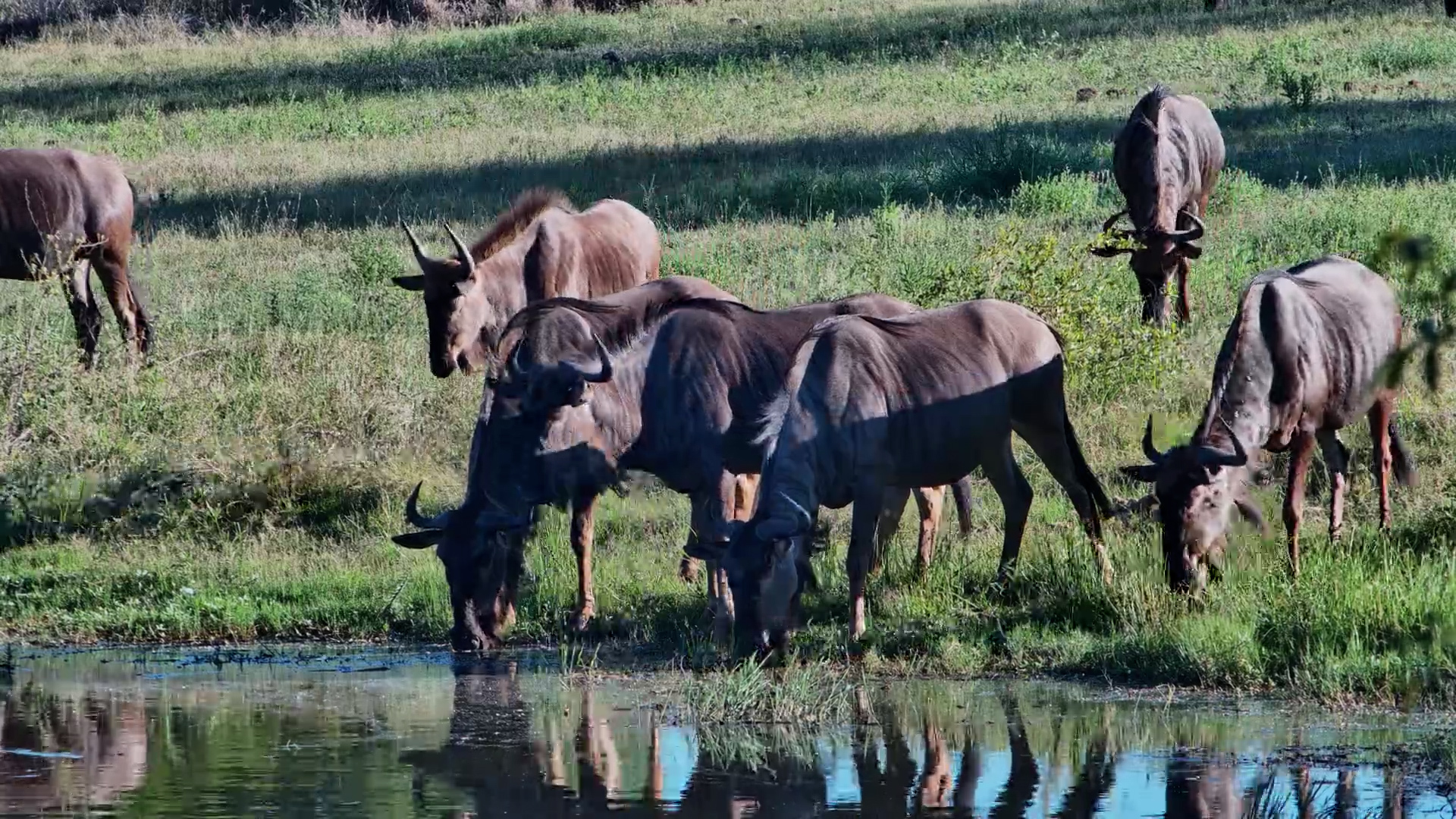 Thirsty Wildebeest Have Arrived!