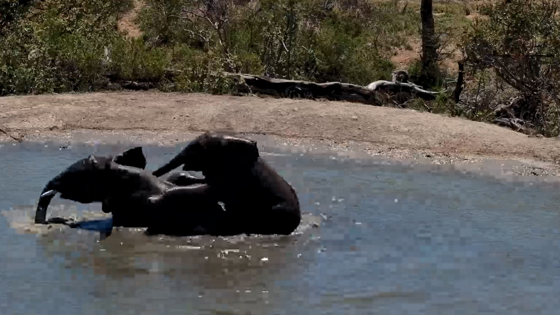 Just a Quick Swim... Nobody Saw That!
