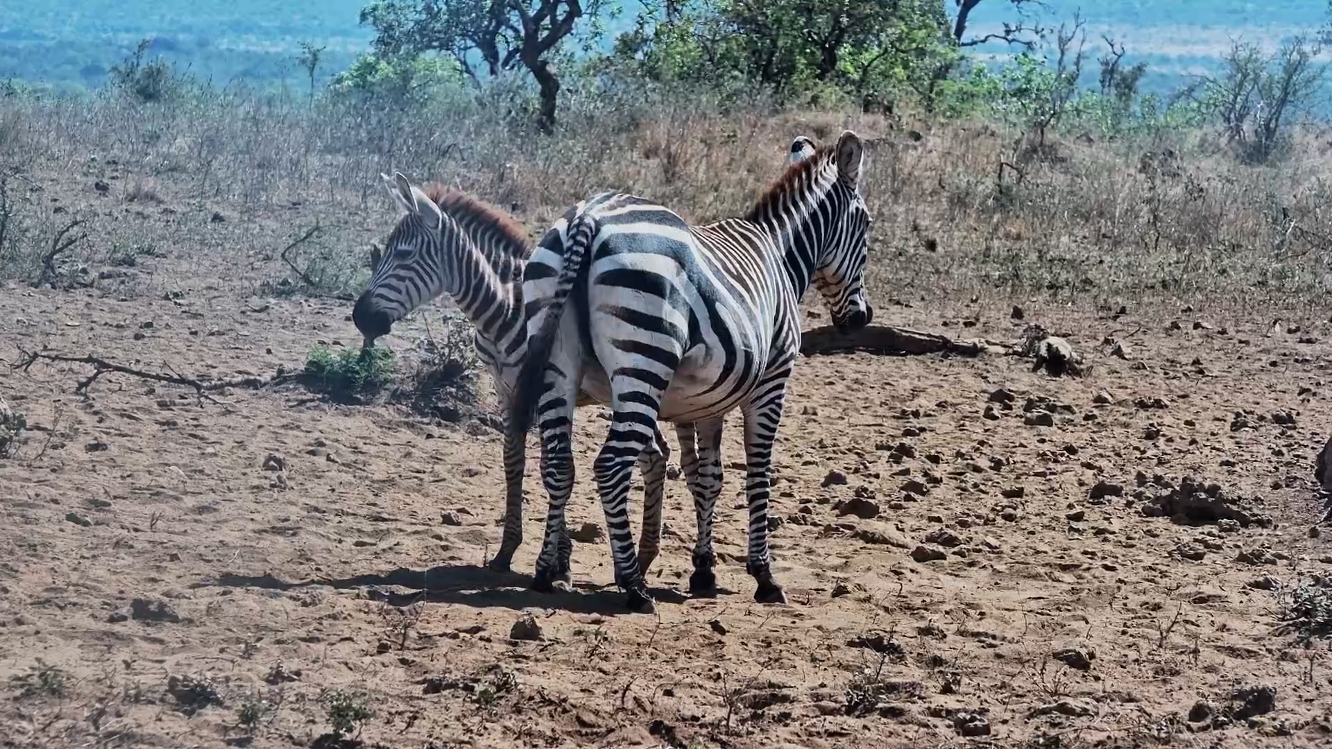 Little Stripes, Big World!