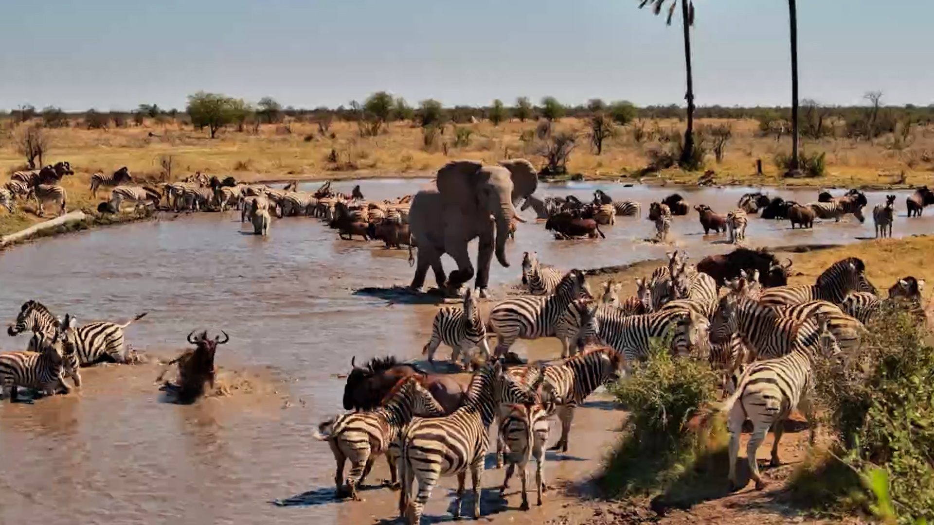 Excuse Me, Elephant Coming Through!