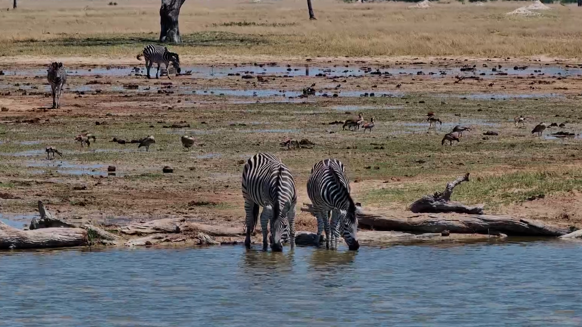 A Little Zebra Gathering!