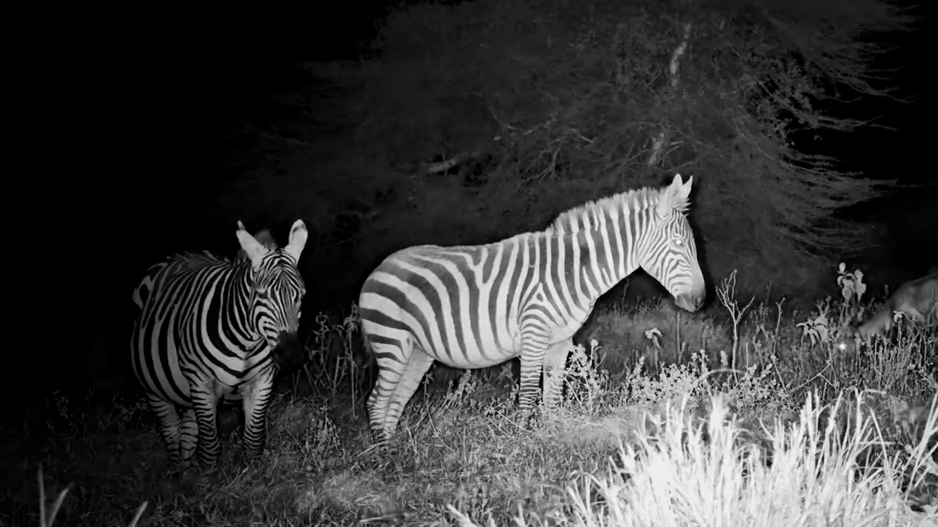 The Waterhole Guest List Keeps Growing At Night!