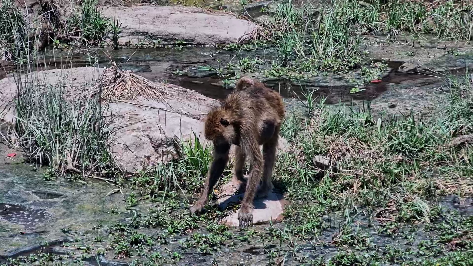 A Baboon's Never-Ending Snack Hunt