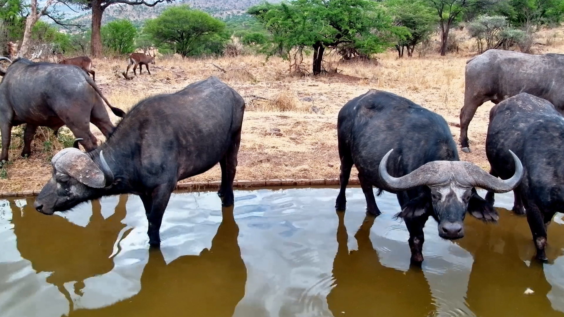 A Thirsty Buffalo Herd Stops By